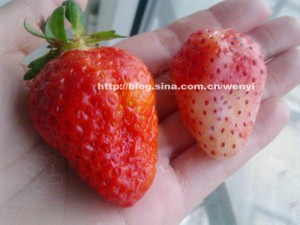 怎么识别被染色的草莓